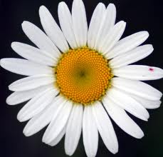 daisy.jpeg